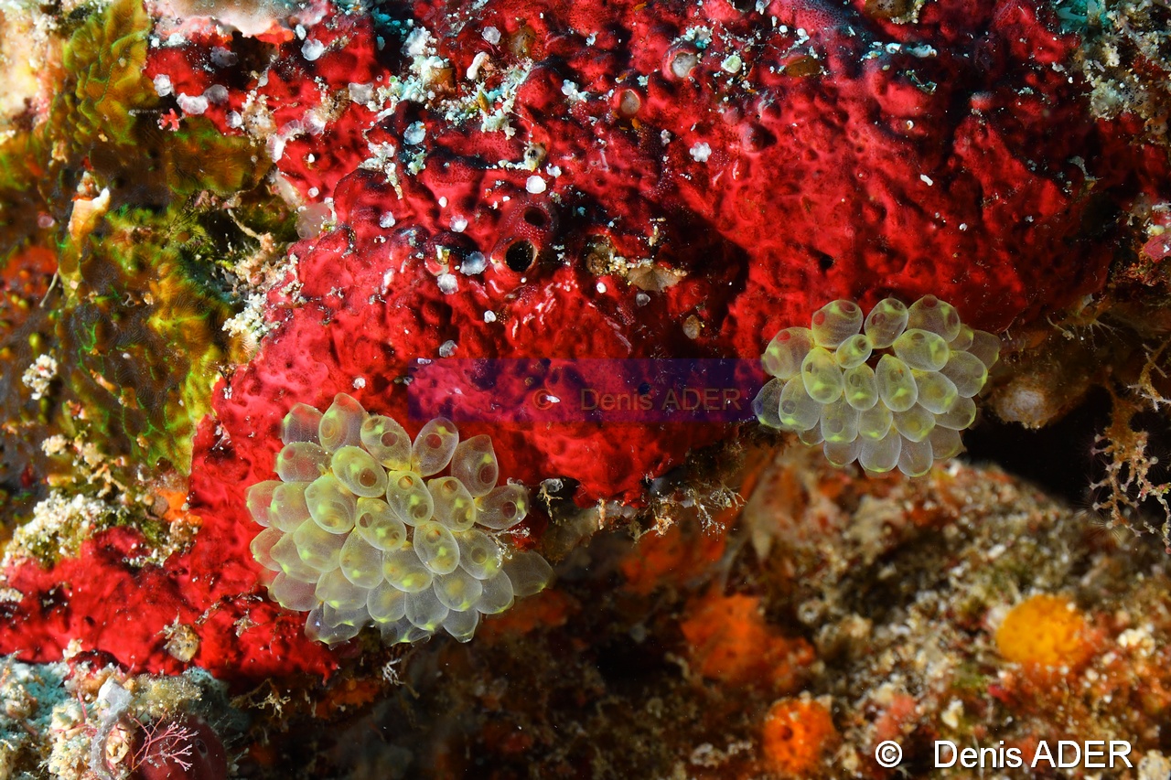 Perophora modificata-Moga Island Ridge 1-11m-20180529-Denis-ADER-DSC_1736_tn.jpg